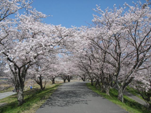 Cherry Blooming Forecast・桜前線