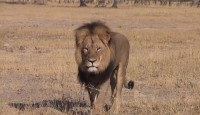 ジンバブエの人気ライオン「セシル」の殺害に激怒