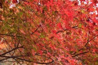 紅葉の人気スポット・Top Autumn Leaf Viewing Spots in Japan